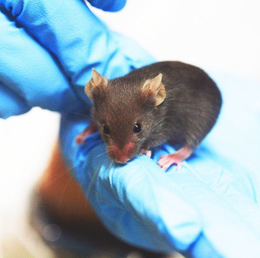 Photo of gloved hands holding ab mouse