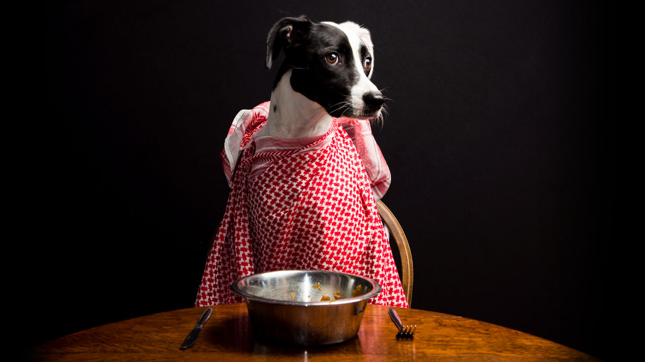 Dog dinner. Привередливая собака. Своенравные собаки. Брезгливая собака. Капризная собака.