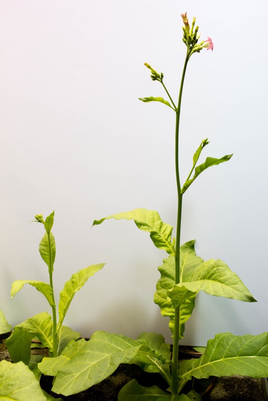 Photo of bioengineered tobacco plants