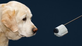 Golden retriever and artificial dog snout