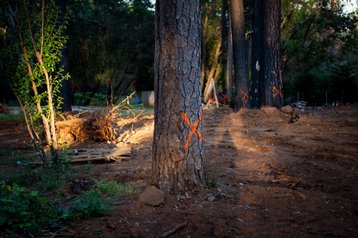 Photograph of a tree marked for destruction