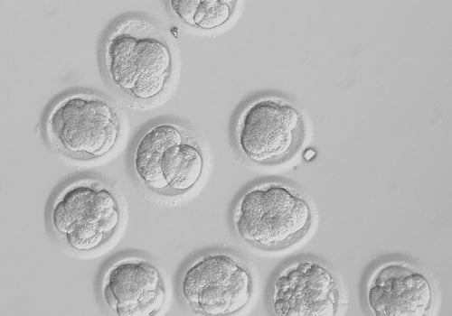Three-day old embryos produced by nuclear transfer. 