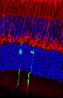 Transplanted embryonic stem cell-derived photoreceptors (green) integrate in an damaged adult mouse retina and touch the next neuron in the retinal circuit (red).     