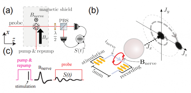 First Laser Measurements Of Magnetic Fields Of Single Nerves