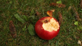 A rotten apple.