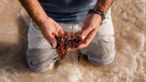 Photo of person holding sargassum seaweed