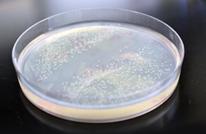 petri dish full of bacteria that have been modified to produce 50 percent more ethanol from sugar