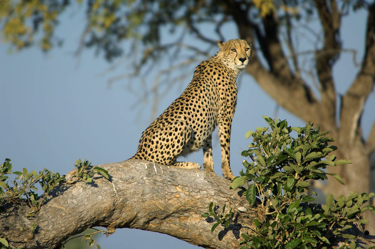 High-Tech Cheetah Tracking Reveals the Cat’s Hunting Secret | MIT ...