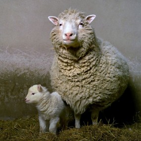 Dolly the sheep and her first-born offspring, Bonny.