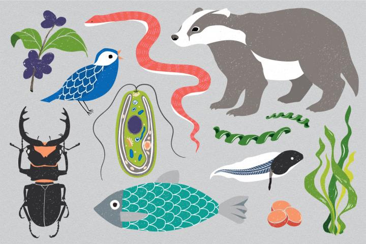 Illustration of different organisms