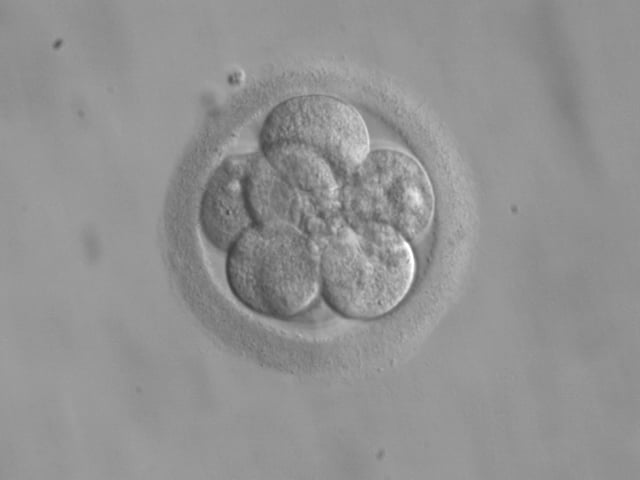 An eight-celled human embryo