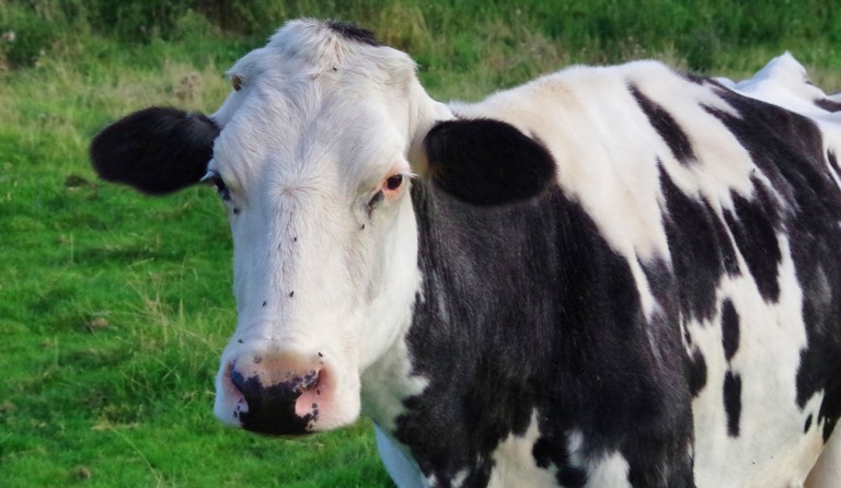 A Fresian dairy cow