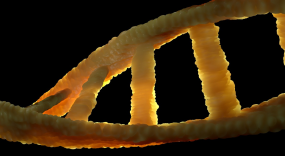 a genome