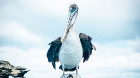 sea bird in the Galapagos