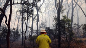 Image of firefighter walking through bushfire-affected forest
