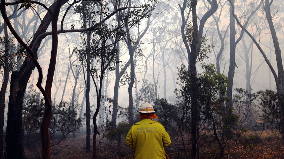 Image of firefighter walking through bushfire-affected forest