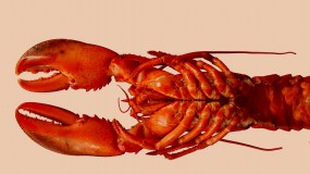Photo of a lobster