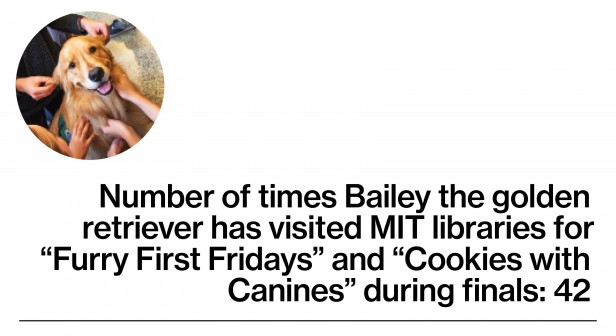 Bailey therapy dog stat