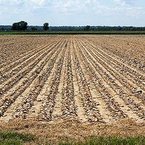 crop acreage