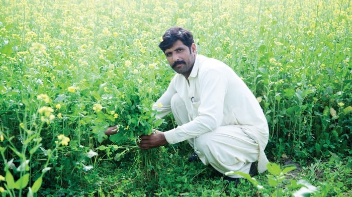 An image of a farmer in Pakistan