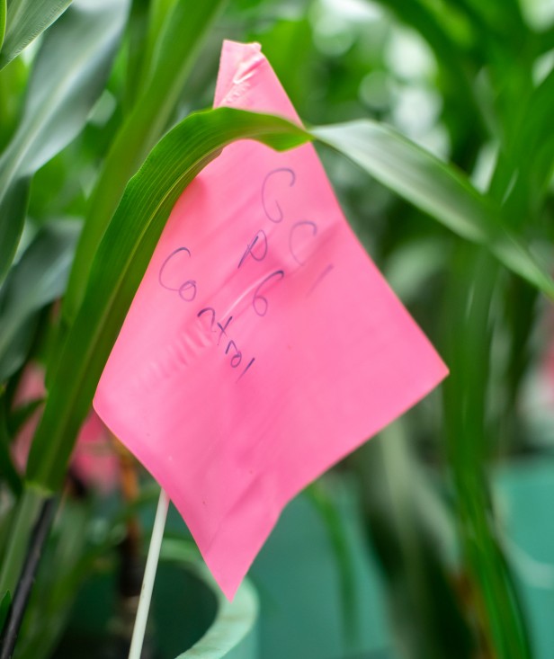A pink crop flag labeled with condition specifications
