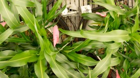 Photo of indoor-grown corn plants