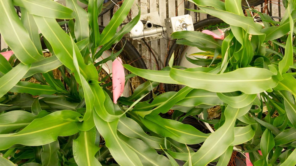 Photo of indoor-grown corn plants