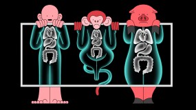 Illustration of human, monkey, and pig under x-ray machine