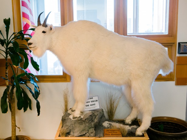 photo of sparky the mountain goat