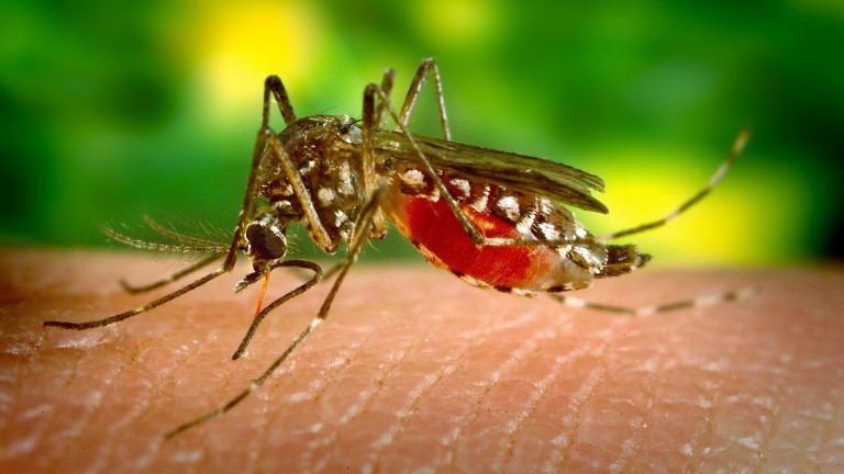 Image of a mosquito biting a human.