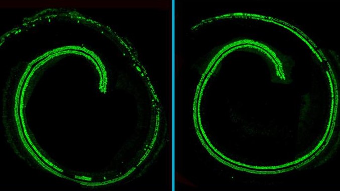 a mouse's cochlear hairs show up green