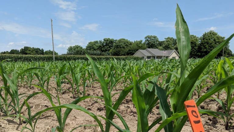 A corn plot treated with Pivot Bio's microbes.
