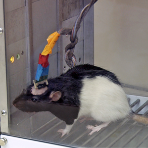 scientific rat