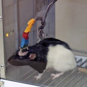 scientific rat