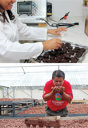 chocolate in the greenhouse and the lab