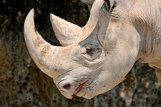 Can Genetic Engineering Save Endangered Rhinos? | MIT Technology Review