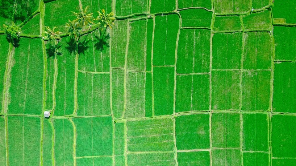 A rice field in Indonesia.