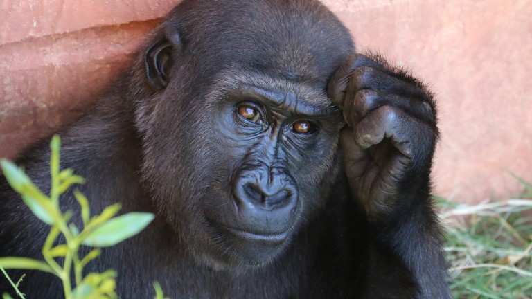 Photo of a gorilla's face