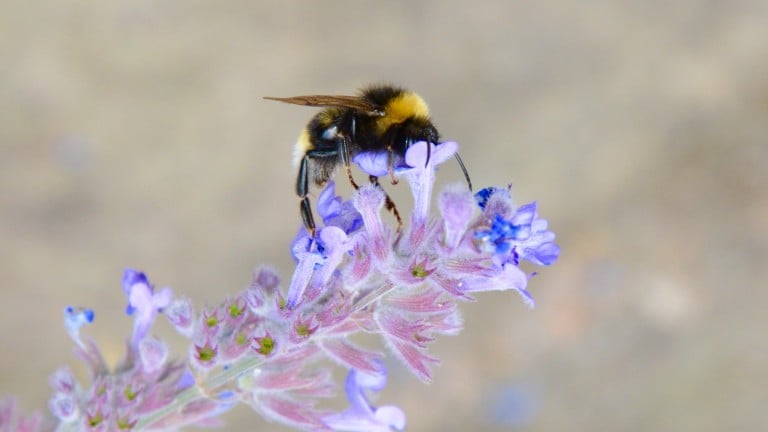 The Bombus terrestris, or buff-tailed bumblebee.