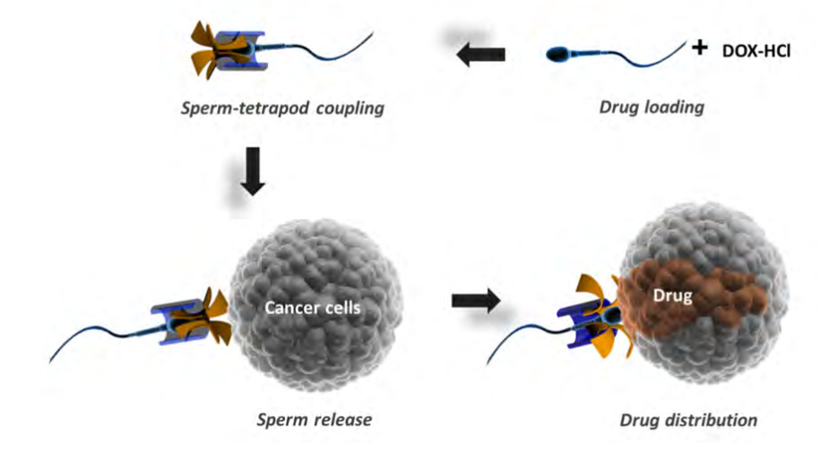 cell energy Sperm