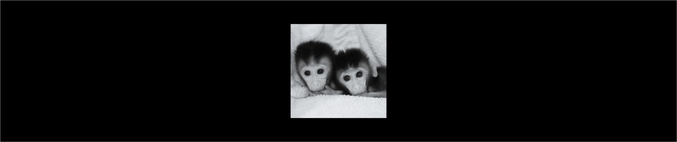 twin infant macaques