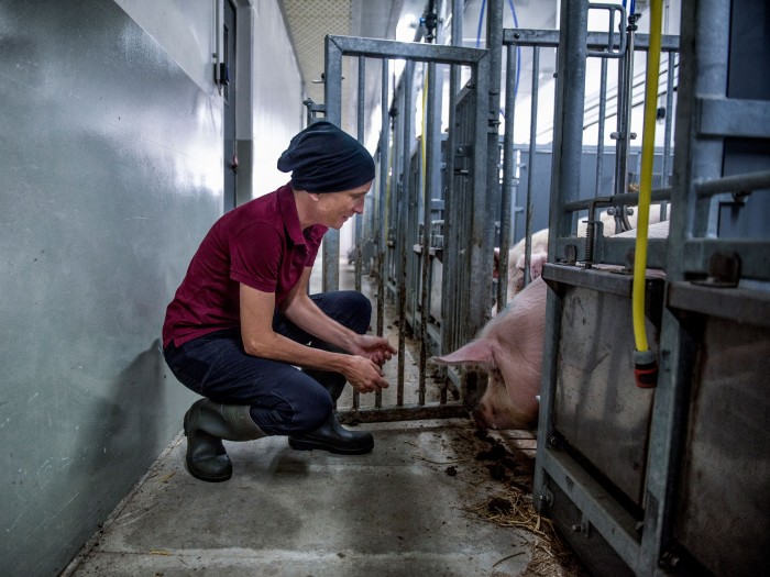 Meet the pigs that could solve the human organ transplant crisis | MIT  Technology Review