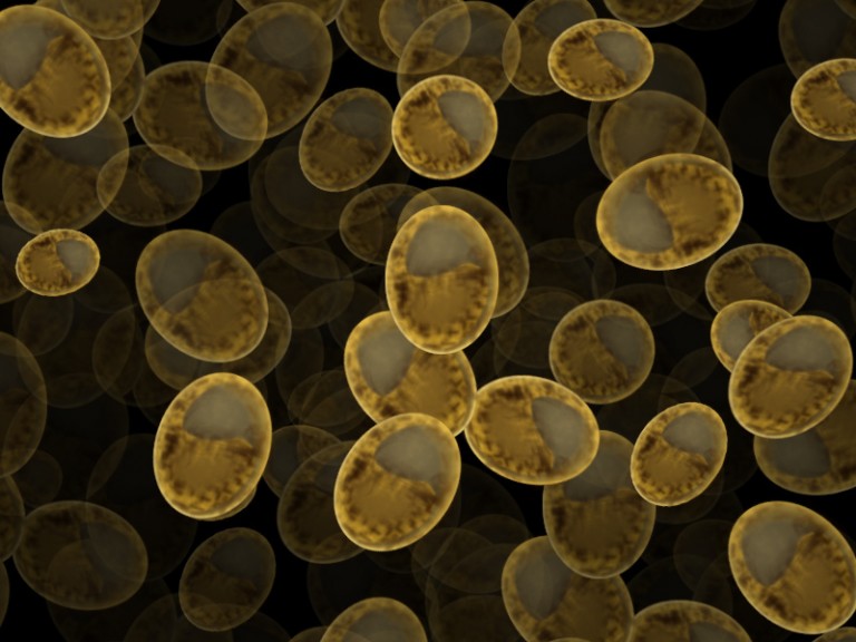 An image of baker's yeast.